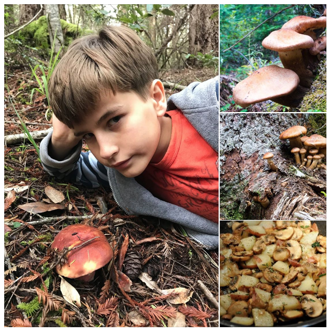 Пост про грибы и Америку Пост про грибы и Америку