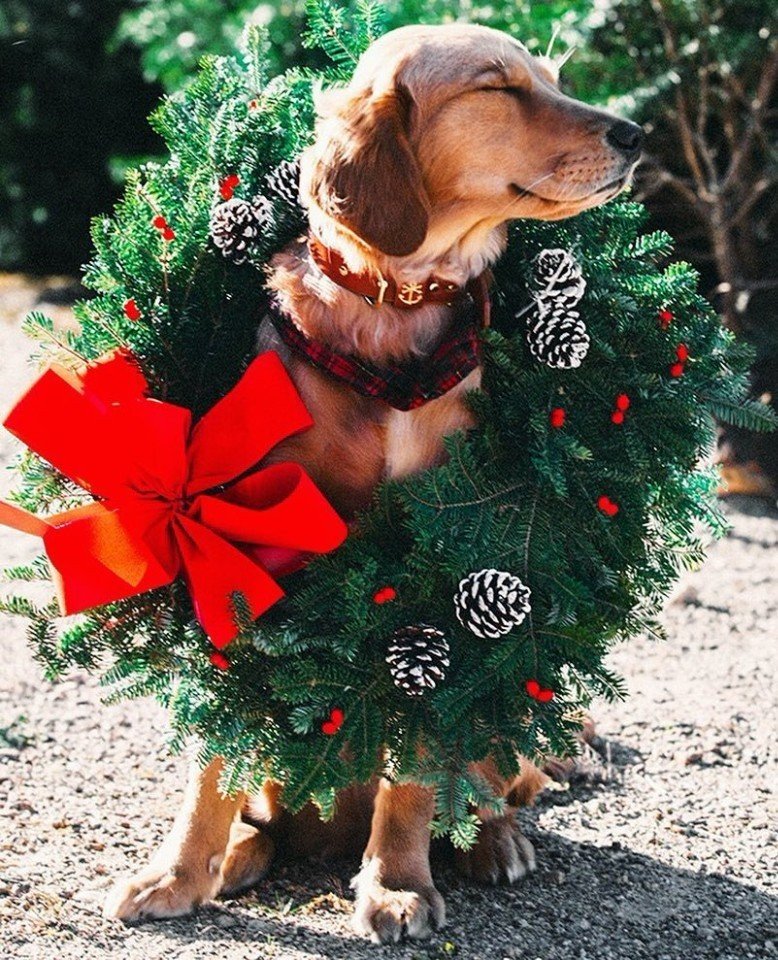 Новогодний пристрой украшений! Джекеты и Кафы, Серьги-продёвки, Колье с бабочкой, Кольцо принцессы) и много чего ещё... самые актуальные и очень красивые украшения ! Новогодний пристрой украшений! Джекеты и Кафы, Серьги-продёвки, Колье с бабочкой, Кольцо принцессы) и много чего ещё... самые актуальные и очень красивые украшения !