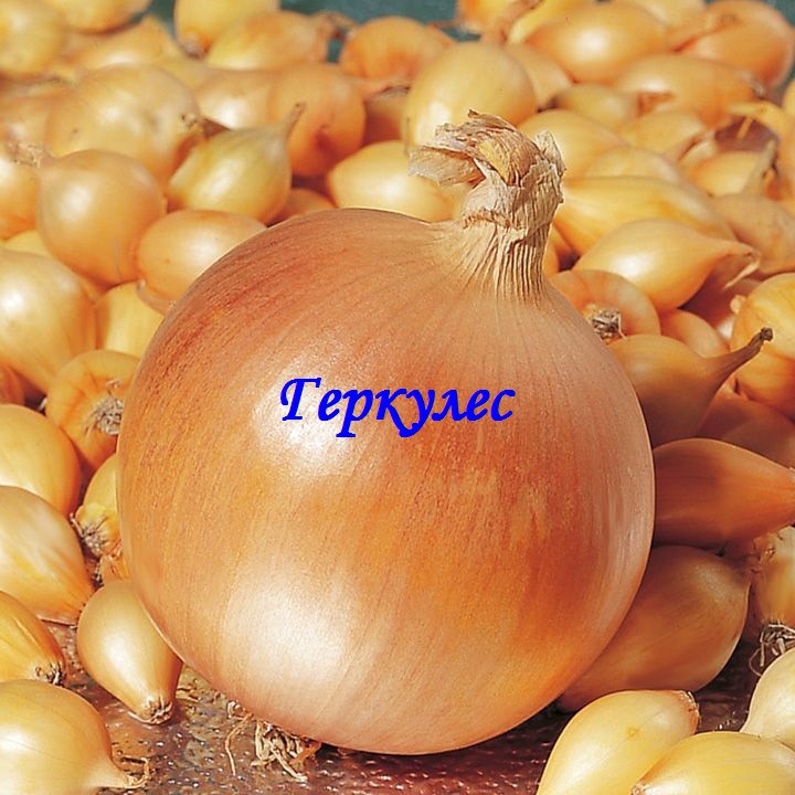 Сбор до 11.02. Лук-севок - Центурион, Ред Барон и компания! Выкуп 3. Сбор до 11.02. Лук-севок - Центурион, Ред Барон и компания! Выкуп 3.