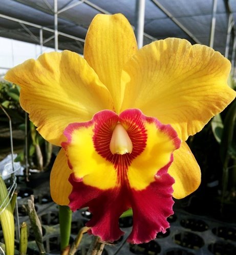 Miki-orchids Miki-orchids