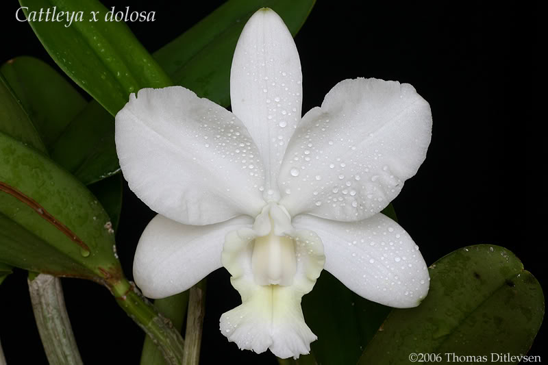 Miki orchids Miki orchids