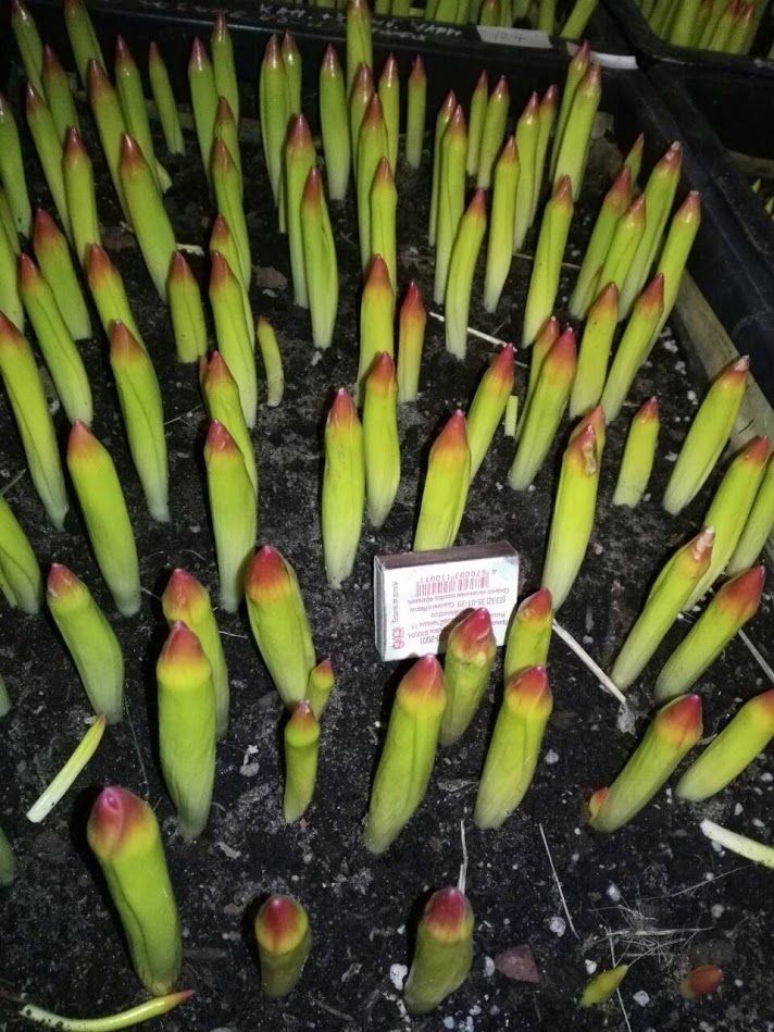 Смотрите какие стройные рядки!!!! Мы набираем силу! Смотрите какие стройные рядки!!!! Мы набираем силу!