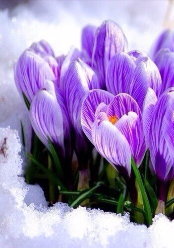 Скорее бы весна!! Скорее бы весна!!