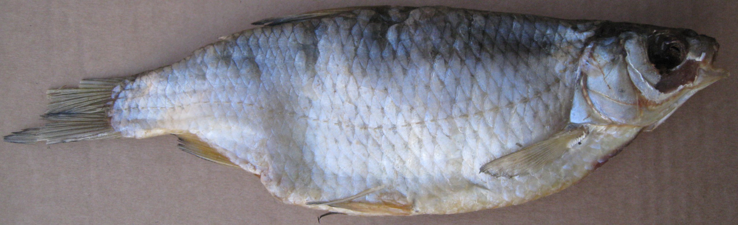 Новый сбор. Вяленая рыба-очень вкусная! Новый сбор. Вяленая рыба-очень вкусная!