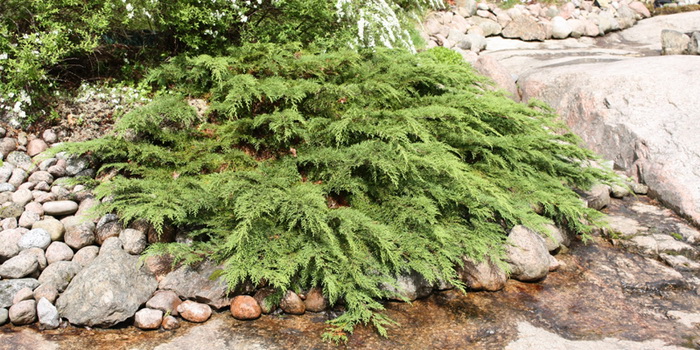 Микробиота - прекрасное растение для тенистых мест! Микробиота - прекрасное растение для тенистых мест!