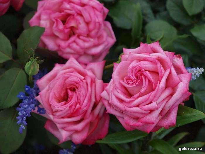 Сбор заказов. Экспрес! Всего неделя. Вот это шанс! Оригинальные розы Interplant, Tantau, Lens, Kordes, Meilland и потрясающие канадки!!! Дешево??! Естественно!!! А еще очень красиво и заманчиво! Сбор заказов. Экспрес! Всего неделя. Вот это шанс! Оригинальные розы Interplant, Tantau, Lens, Kordes, Meilland и потрясающие канадки!!! Дешево??! Естественно!!! А еще очень красиво и заманчиво!