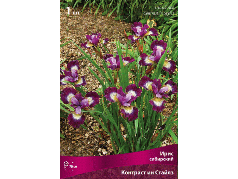 Сад твоей мечты - луковичные и многолетники от компании По*и*ск. Самый большой выбор здесь! Сад твоей мечты - луковичные и многолетники от компании По*и*ск. Самый большой выбор здесь!