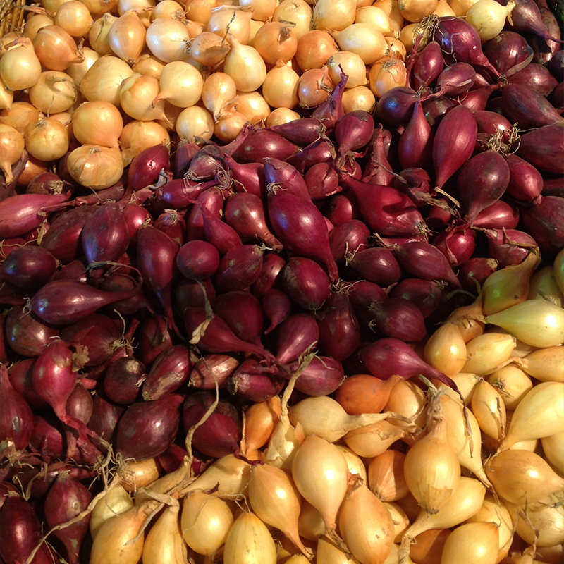 Луковичные цветы,семена,лук севок на сайте www.sp-tdvh.ru ПРИ регистрации вводим код партнера 3 Луковичные цветы,семена,лук севок на сайте www.sp-tdvh.ru ПРИ регистрации вводим код партнера 3