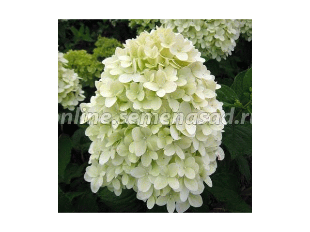 Хотите украсить свой сад роскошным кустарником? Хотите украсить свой сад роскошным кустарником?