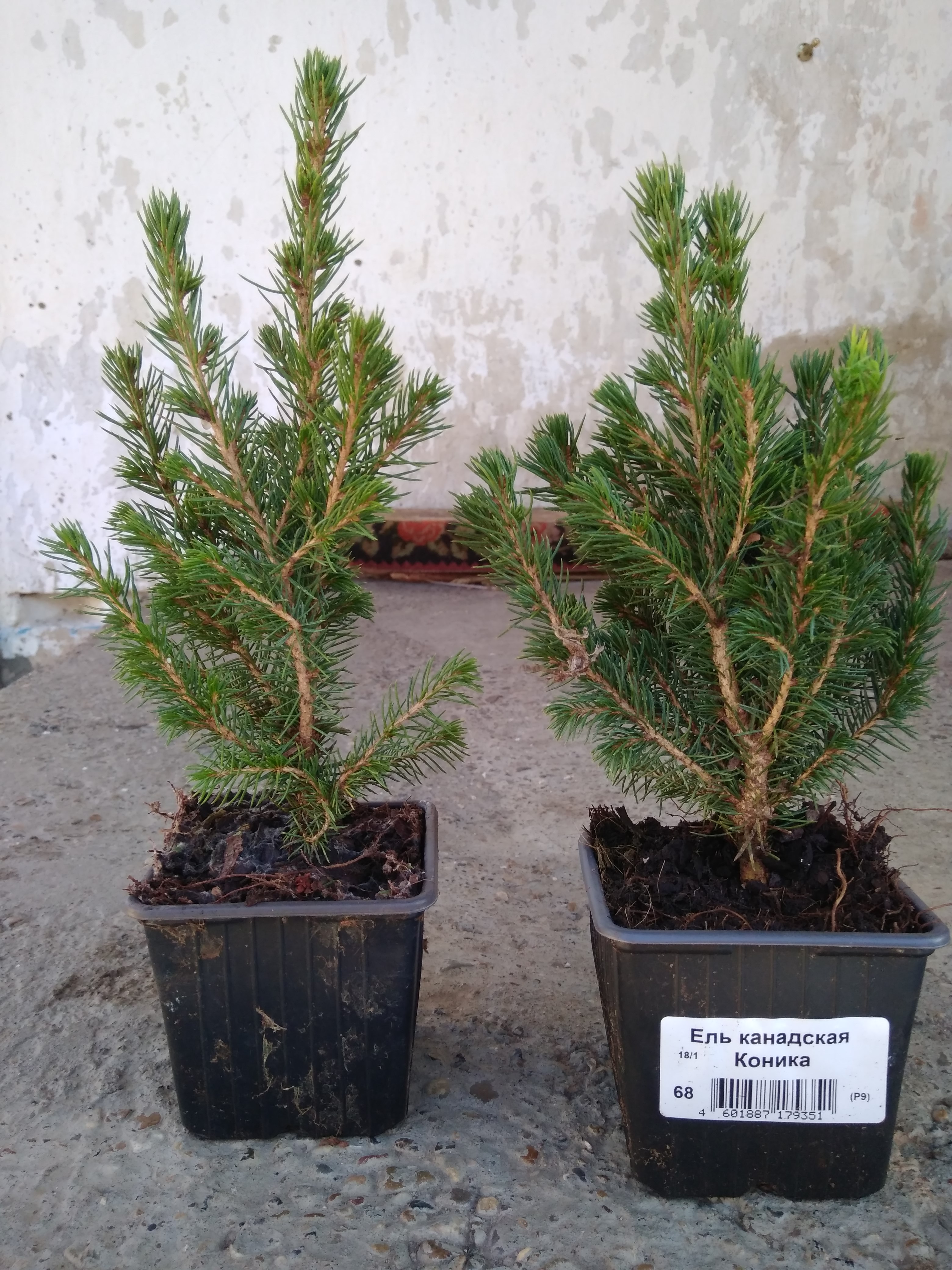 ПРИСТРОЙ ХВОЙНИКОВ в Р9 - ВСЕ В НАЛИЧИИ!!! ПРИСТРОЙ ХВОЙНИКОВ в Р9 - ВСЕ В НАЛИЧИИ!!!