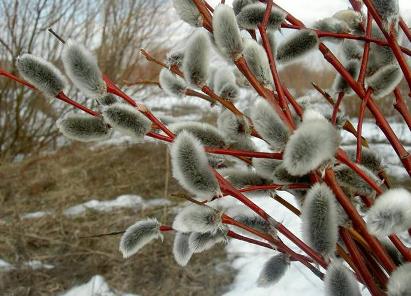 Смотрит верба радостно на всех Словно не надышится весною.... Смотрит верба радостно на всех Словно не надышится весною....