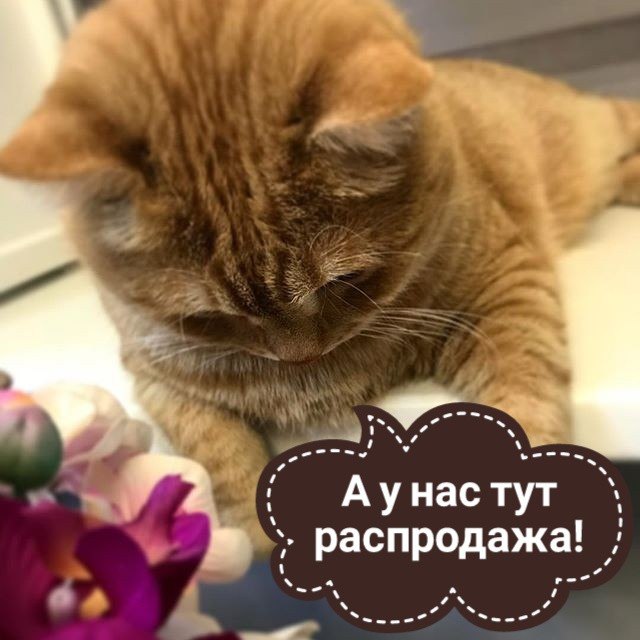 Внимание-внимание! Объявляется распродажа пристроя :) Внимание-внимание! Объявляется распродажа пристроя :)