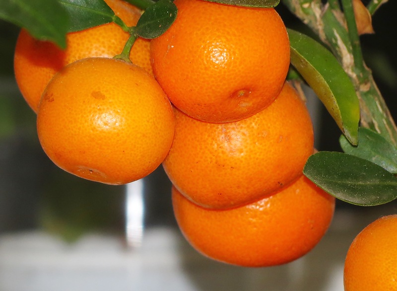 Сбор заказов. Павловский лимон и мандарин, гортензия, виноград, туя и многое другое -10. Сбор заказов. Павловский лимон и мандарин, гортензия, виноград, туя и многое другое -10.