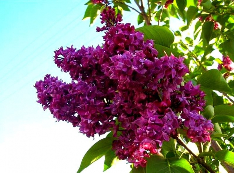 Большой пристрой! Большой пристрой!