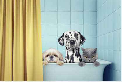 Сбор заказов. Аксессуары для ванны: шторы, коврики, сушилки, мешочки для стирки 06/18 Сбор заказов. Аксессуары для ванны: шторы, коврики, сушилки, мешочки для стирки 06/18