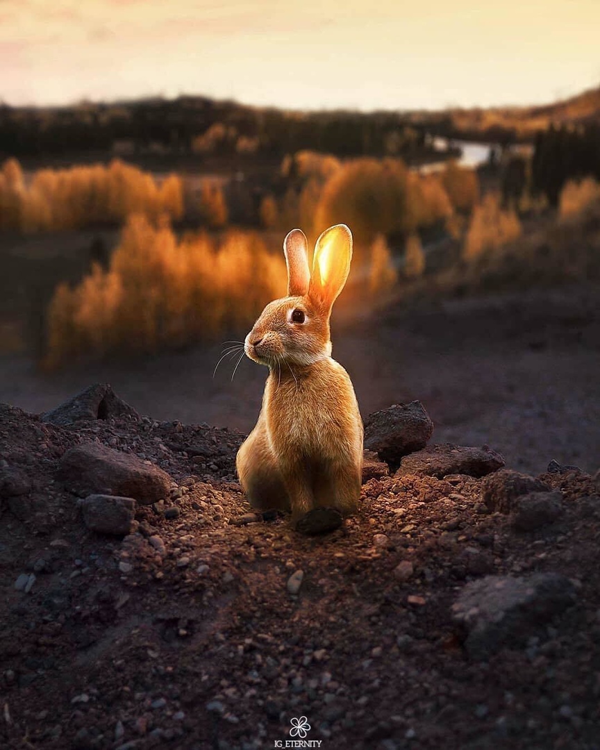 Солнечный зайчик Солнечный зайчик