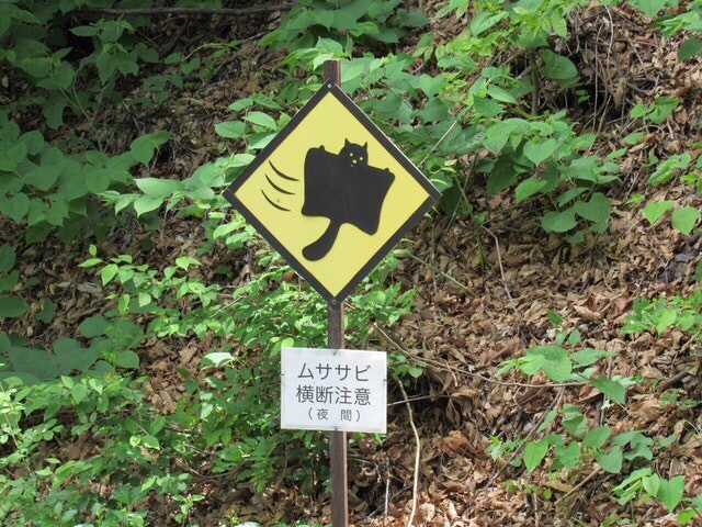 Осторожно! Белки-эксгибиционисты! Осторожно! Белки-эксгибиционисты!