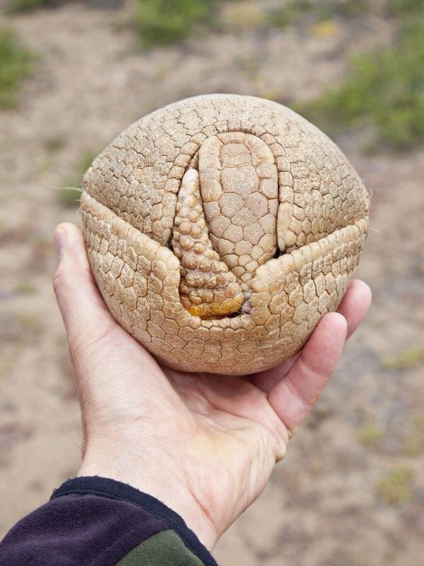 Броненосец.rar Броненосец.rar