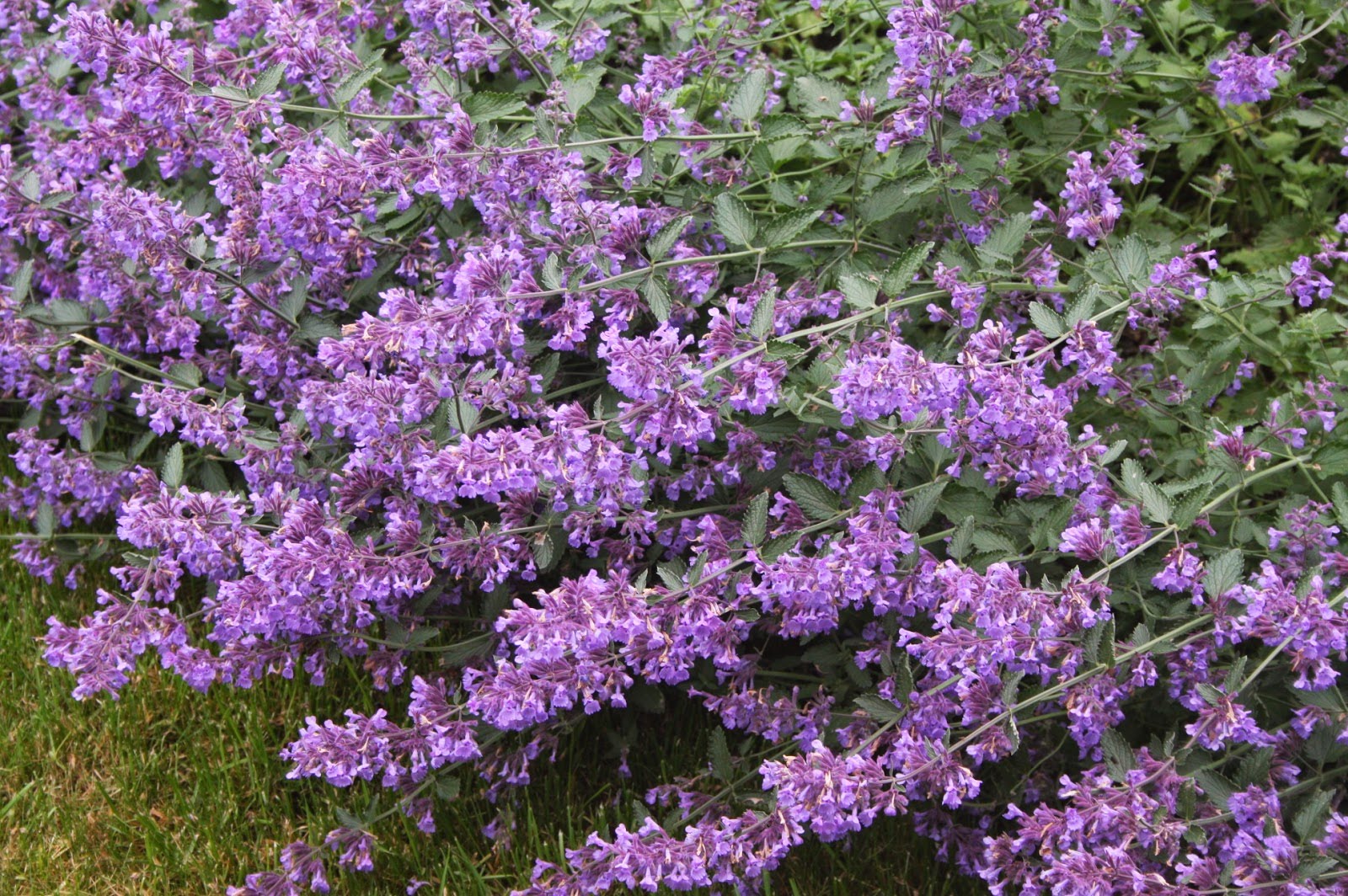 Большой пристрой вторая часть! Большой пристрой вторая часть!