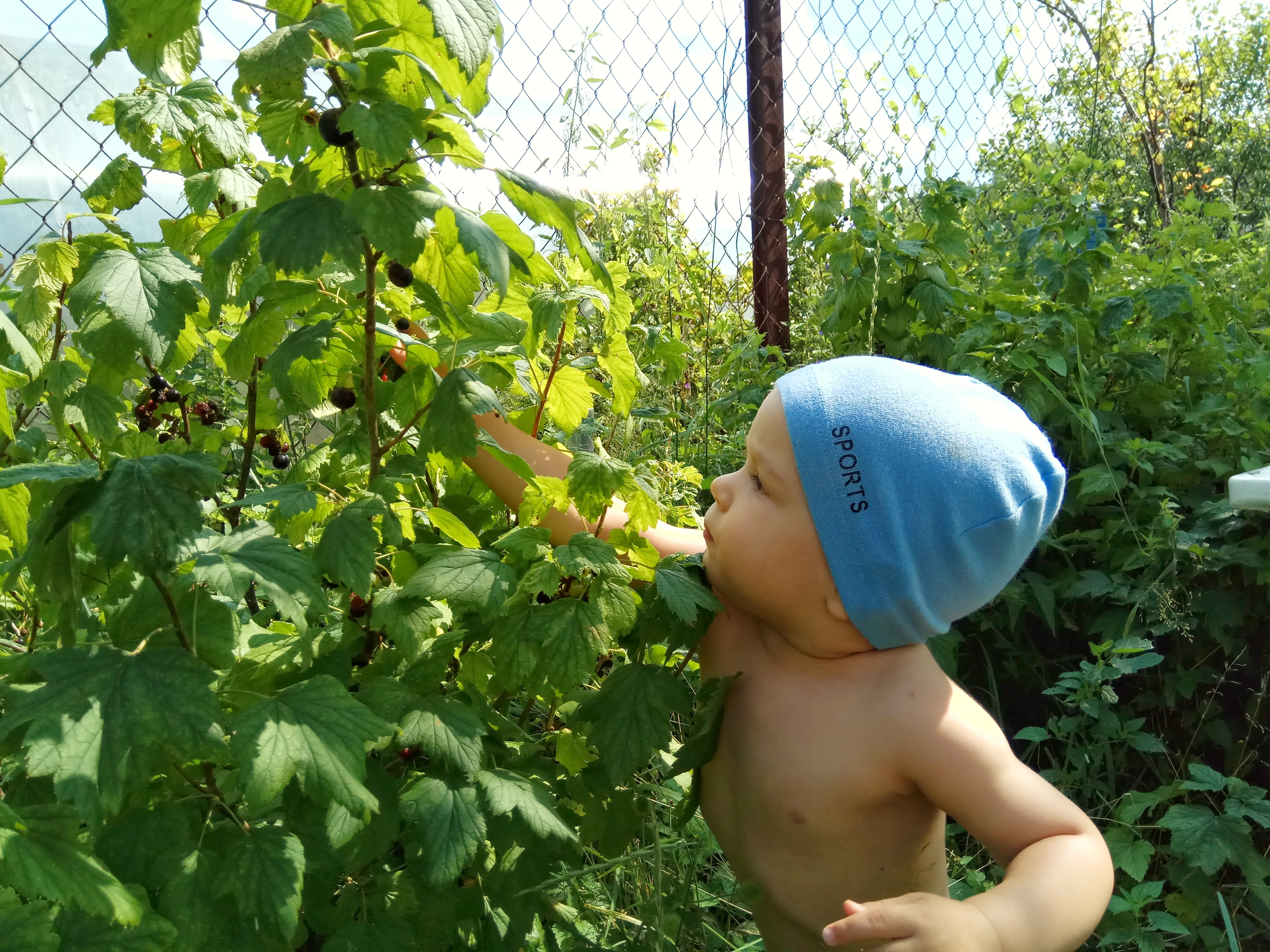 Что за куст такой душистый, Лист резной и бархатистый? Ягодки-подруженьки, Черные жемчужинки. автор: В.Сибирцев #егорхрущев #безусловнаялюбовь #радостькаждыйдень #сын #лето2018 #останкино #вдеревне #урожай2018 #нетсерымбудням #смородина #моё #немогулюблют Что за куст такой душистый, Лист резной и бархатистый? Ягодки-подруженьки, Черные жемчужинки. автор: В.Сибирцев #егорхрущев #безусловнаялюбовь #радостькаждыйдень #сын #лето2018 #останкино #вдеревне #урожай2018 #нетсерымбудням #смородина #моё #немогулюблют