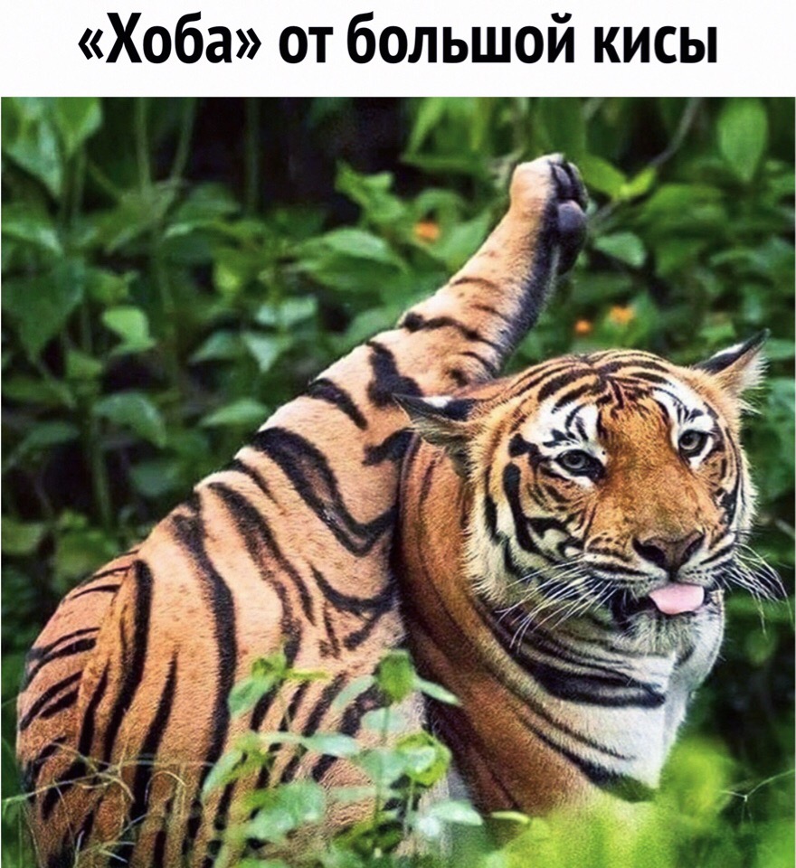 Удачный кадр Удачный кадр