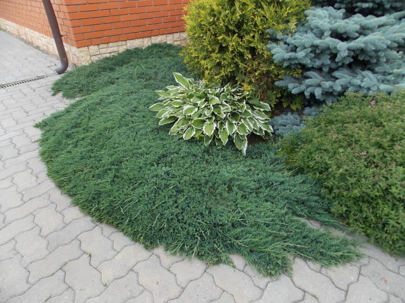 Сбор заказов. Никаких теплиц и выгонок! Всем кто хочет иметь без проблемный красивый сад. Чудесные растения по более чем демократичным ценам! Декоративные кустарники, хвойники, плодовые, многолетники. Выкуп 12 Сбор заказов. Никаких теплиц и выгонок! Всем кто хочет иметь без проблемный красивый сад. Чудесные растения по более чем демократичным ценам! Декоративные кустарники, хвойники, плодовые, многолетники. Выкуп 12