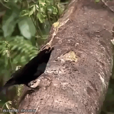 Птичка Птичка