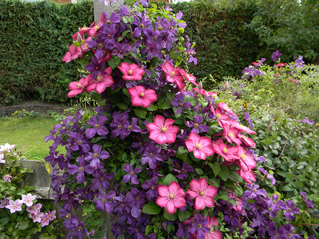 Сбор заказов. Цветочный водопад, чарующий взор - клематисы! Подарите красочную феерию себе и своим подругам! Очень много новинок, не изменное качество посадочного материала! Выкуп 5. Сбор заказов. Цветочный водопад, чарующий взор - клематисы! Подарите красочную феерию себе и своим подругам! Очень много новинок, не изменное качество посадочного материала! Выкуп 5.