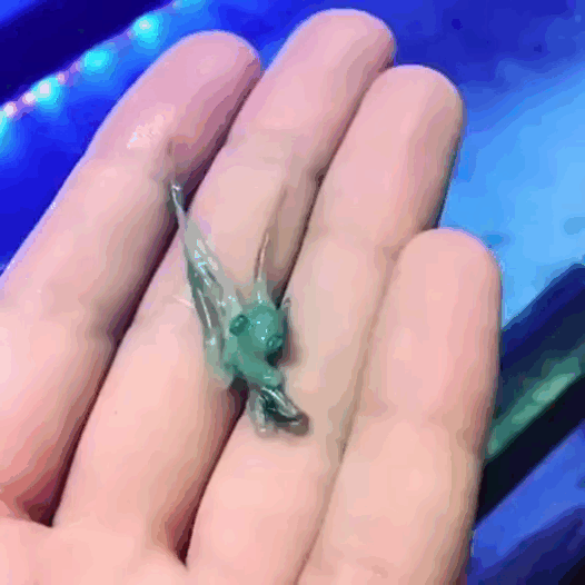 Какой милый осьминожек Какой милый осьминожек