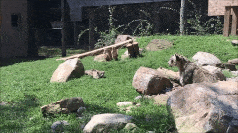 Хищник Хищник