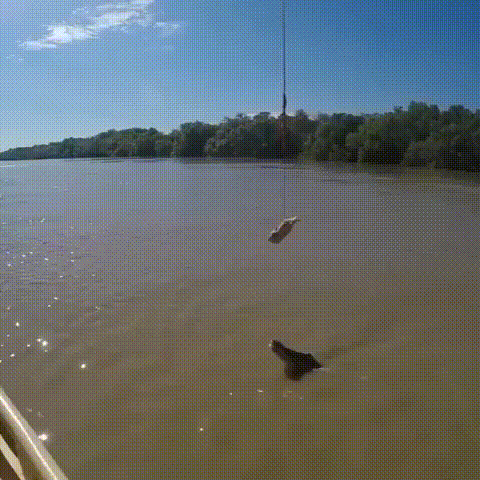 Удачный кадр Удачный кадр