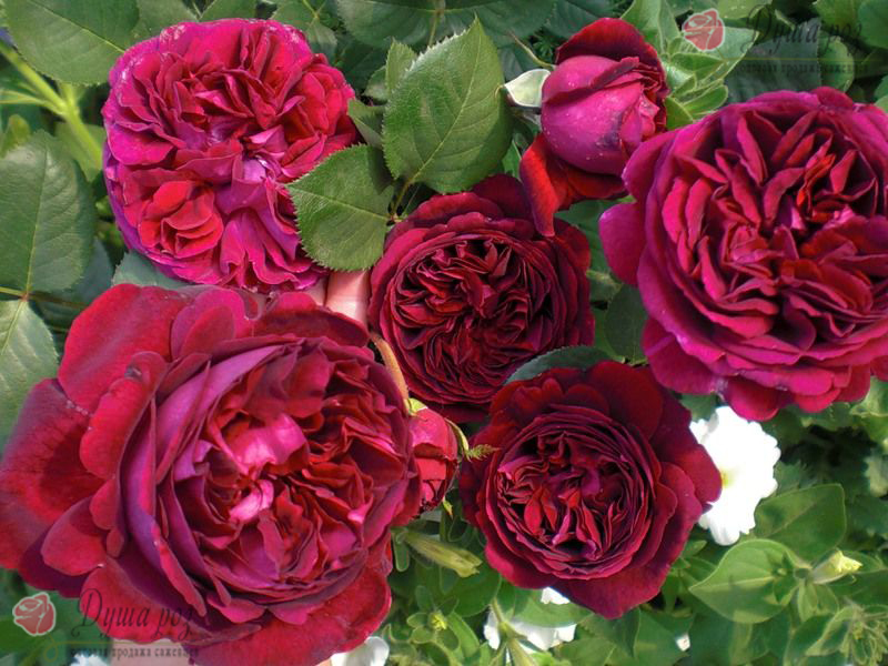 Огромный пристрой роз! Огромный пристрой роз!