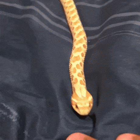 Не имеет разницы что поглощать Не имеет разницы что поглощать