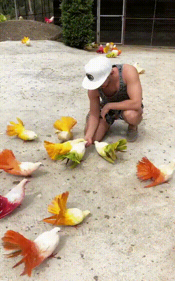 Какие голуби Какие голуби