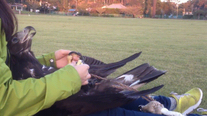 Домашняя птичка Домашняя птичка