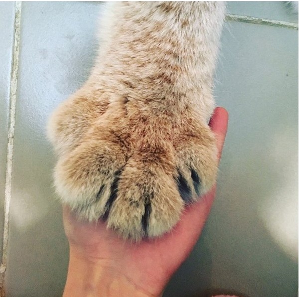 Лапа малыша рыси Лапа малыша рыси