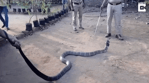 Жажда королевской кобры Жажда королевской кобры