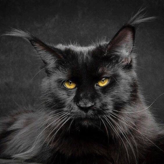 Удачный кадр Удачный кадр