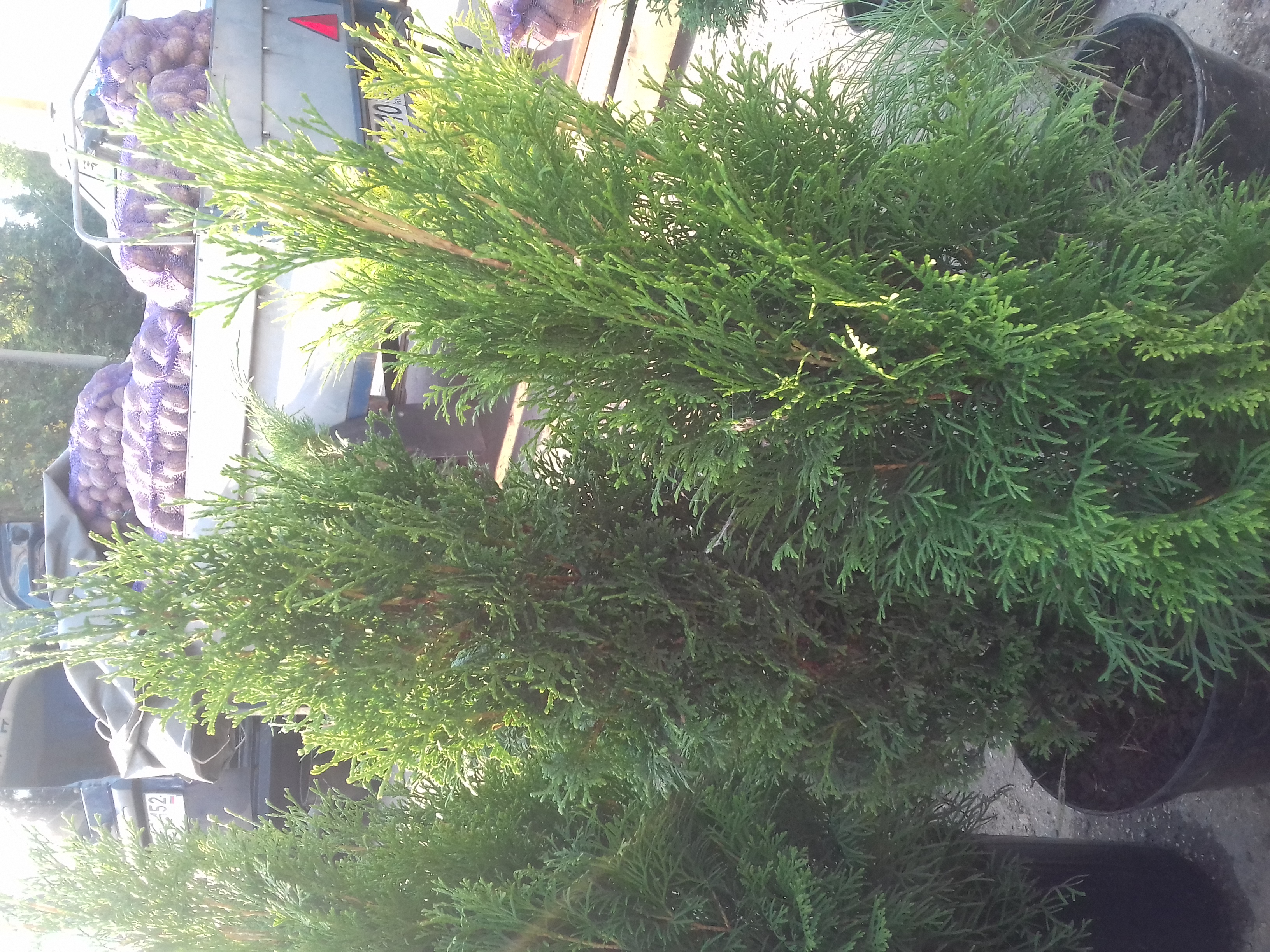 Туи и можжевельники 2018 Туи и можжевельники 2018