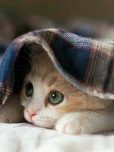 За окнами - осень... За окнами - осень...