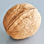 Грецкий орех сорт Великан. Обратите внимание! Грецкий орех сорт Великан. Обратите внимание!