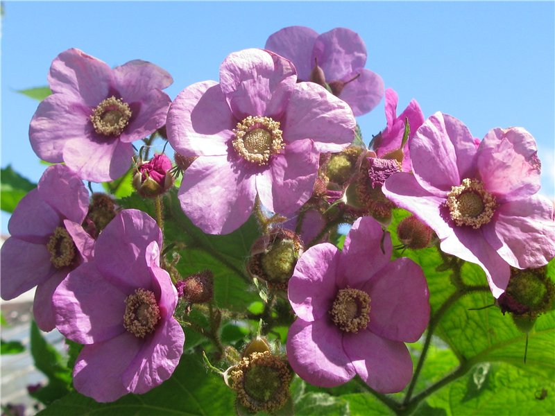 Сбор заказов. Все в наличии! Экспресс! И последняя возможность уходящего сезона! Кустарники,хвойники, цветы, плодовые деревья и розы! Раздача к следующим выходным Сбор заказов. Все в наличии! Экспресс! И последняя возможность уходящего сезона! Кустарники,хвойники, цветы, плодовые деревья и розы! Раздача к следующим выходным