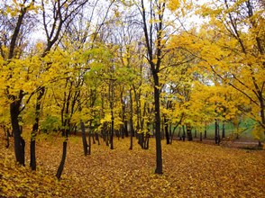 Осень пахнет желтеющим ветром и скрипкой... Осень пахнет желтеющим ветром и скрипкой...