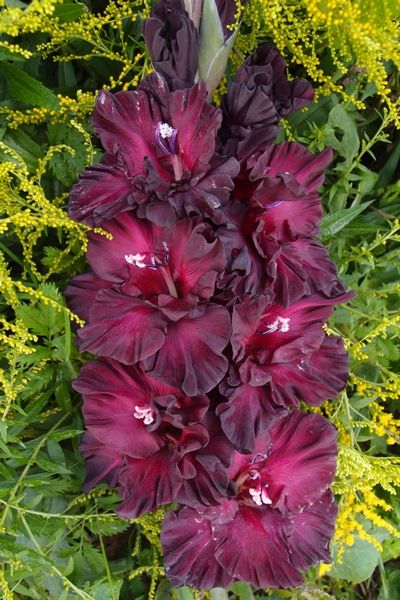 Улыбка дракона, Амурное настроение, Таинство Ночи, Шака Зулу... Интригующие новинки селекции! НАСЛАДИТЕСЬ ИМИ УЖЕ СЛЕДУЮЩИМ ЛЕТОМ! Улыбка дракона, Амурное настроение, Таинство Ночи, Шака Зулу... Интригующие новинки селекции! НАСЛАДИТЕСЬ ИМИ УЖЕ СЛЕДУЮЩИМ ЛЕТОМ!