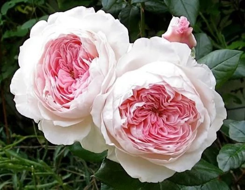 Роза Кордес парковая Принцесса Александра Люксембургская - истинная аристократка! Роза Кордес парковая Принцесса Александра Люксембургская - истинная аристократка!