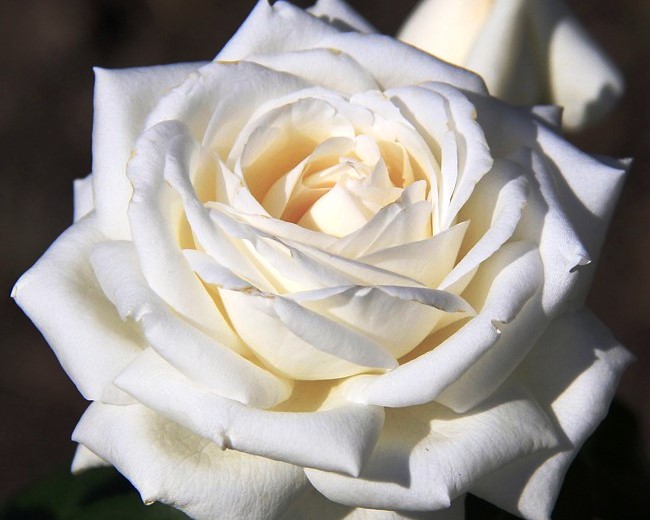 Белоснежная красавица - Роза Мейян Пьер Ардити - наполнит сад чудесным ароматом дамасской розы и фруктовыми нотками! Белоснежная красавица - Роза Мейян Пьер Ардити - наполнит сад чудесным ароматом дамасской розы и фруктовыми нотками!