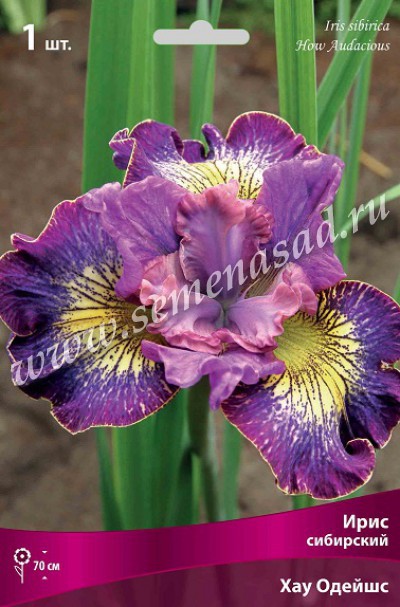 Богатейший выбор ирисов! Без ряов! Богатейший выбор ирисов! Без ряов!