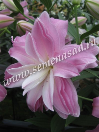 Красавица Лилия - символ роскоши и признак изысканного вкуса! Красавица Лилия - символ роскоши и признак изысканного вкуса!