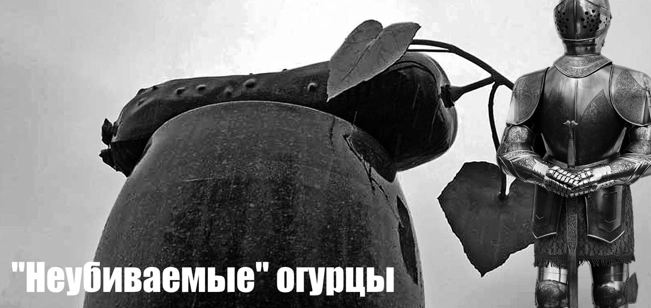 Неубиваемые огурцы - устойчивые к основным, наиболее вредоносным болезням. Могут расти в сложных погодных условиях, при недостаточном минеральном питании, нерегулярных поливах. Неубиваемые огурцы - устойчивые к основным, наиболее вредоносным болезням. Могут расти в сложных погодных условиях, при недостаточном минеральном питании, нерегулярных поливах.