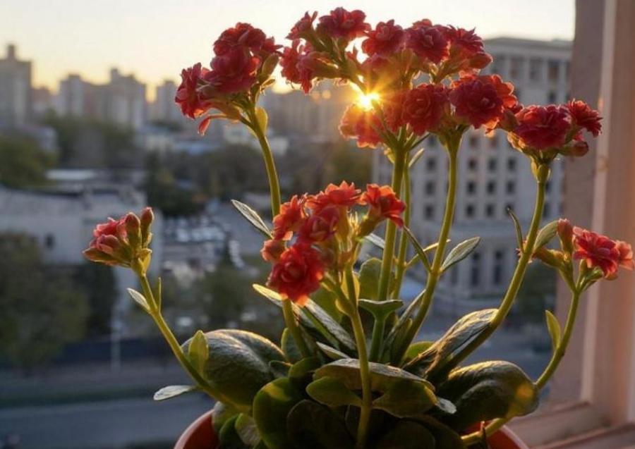 Мир вашему дому ! Пусть цветы цветут и радость будет в доме ! Мир вашему дому ! Пусть цветы цветут и радость будет в доме !